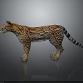 Realistic 3D Jaguar Model With Orange Black Spotted Fur Standing On Dark Reflective Surface