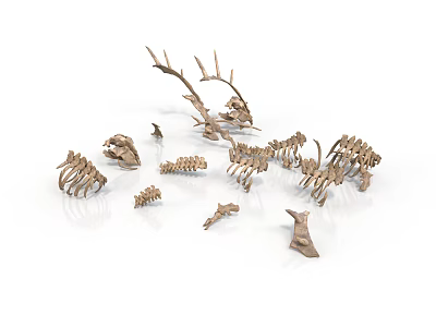 Scattered Animal Skeletons with Deer Antlers and Multiple Bone Structures on White Background 3d model