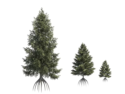 Three Arbor Trees Of Different Sizes With Exposed Roots On White Background 3d model