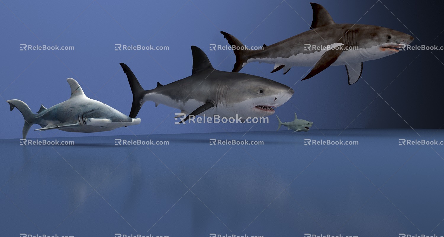 Hammerhead shark great white shark marine animal 3d model