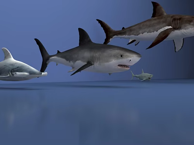 Hammerhead shark great white shark marine animal 3d model
