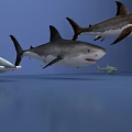 Hammerhead shark great white shark marine animal 3d model