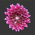 Pink Dahlia Flower with Layered Pink and White Petals on Dark Background with Reflection