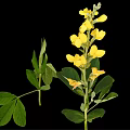 Vibrant Plant Featuring Yellow Flowers Green Leaves And Stems Against Black Background