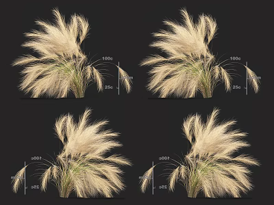 Ornamental Grass With Golden Feathery Plumes For Garden Decoration In Various Heights 3d model