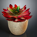 Red Leaf Succulent Plant In Natural Stone Pot With Green Center And Vibrant Foliage