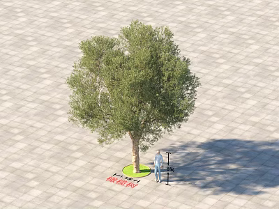 Lush Green Arbor Tree Standing on Paved Plaza With Person Measuring And Shadow 3d model