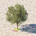 Lush Green Arbor Tree Standing on Paved Plaza With Person Measuring And Shadow