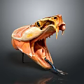 Snake Anatomical Model With Open Mouth Muscle Structure And Fangs
