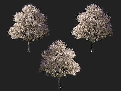Three Flowering Arbor Trees With Pink Blossoms Against Black Background 3d model