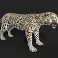 Realistic Spotted Leopard Standing With Open Mouth On Black Background 3d model