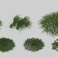 Different Types Of Green Shrubs With Rounded And Bushy Foliage For Gardens