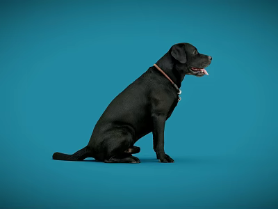 Black Reptile Sitting Calmly On Blue Background With Collar And Open Mouth 3d model