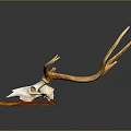 High Quality Medical Device Anatomical Model with Deer Antlers and Skull Structure for Education