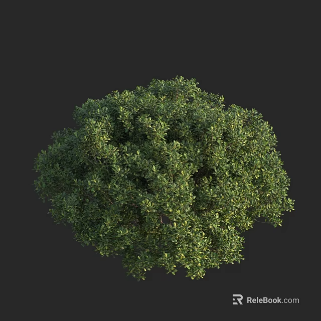 Lush Green Shrub With Dense Evergreen Foliage And Round Canopy 3d model
