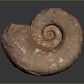 Chi chrysanthemum stone ancient fossil stone chrysanthemum fossil items 3d model