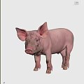Super realistic pig 3d model