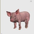 Super realistic pig 3d model