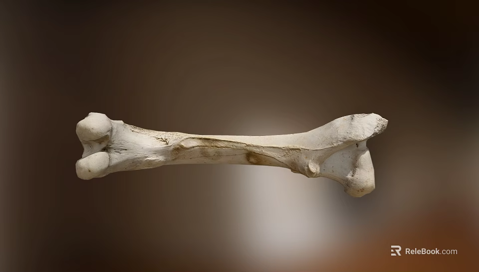 Medical Equipment Human Skeleton Model For Anatomical Education And Teaching 3d model 