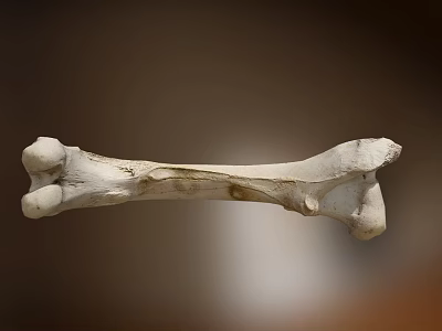 Medical Equipment Human Skeleton Model For Anatomical Education And Teaching 3d model