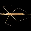 Light Brown Stick Insect With Slender Body And Long Legs On Black Background