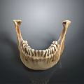Medical Device Anatomical Mandible Model Used For Medical Training And Education