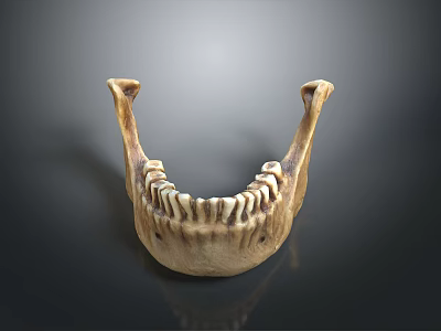 Medical Device Anatomical Mandible Model Used For Medical Training And Education 3d model