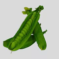 Fresh Green Peas in Opened Pea Pods with Tender Texture and Vibrant Color