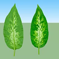 Variegated Green Plant Leaves With White Patterns On Isolated White Background