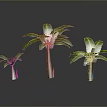 Three Banana Plants With Different Sizes Green Leaves And Brown Trunks
