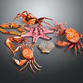 Modern Crab Sea Crab Starfish Shell 3d model