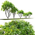 Lush Green Arbor Trees With Slender Branches And Dark Trunks For Landscaping