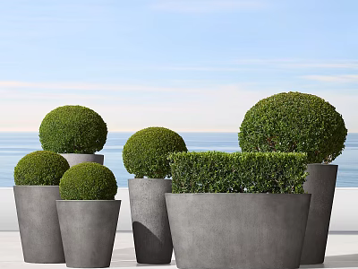 Several Round Topiary Bonsai Potted Plants In Gray Concrete Planters With Ocean View 3d model