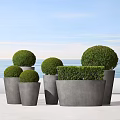 Several Round Topiary Bonsai Potted Plants In Gray Concrete Planters With Ocean View