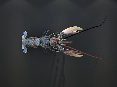 Vibrant Marine Lobster With Large Claws And Long Antennae In Dark Background 3d model