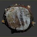 Rustic Natural Wood And Stone Log With Rich Grain And Textured Surface Finish