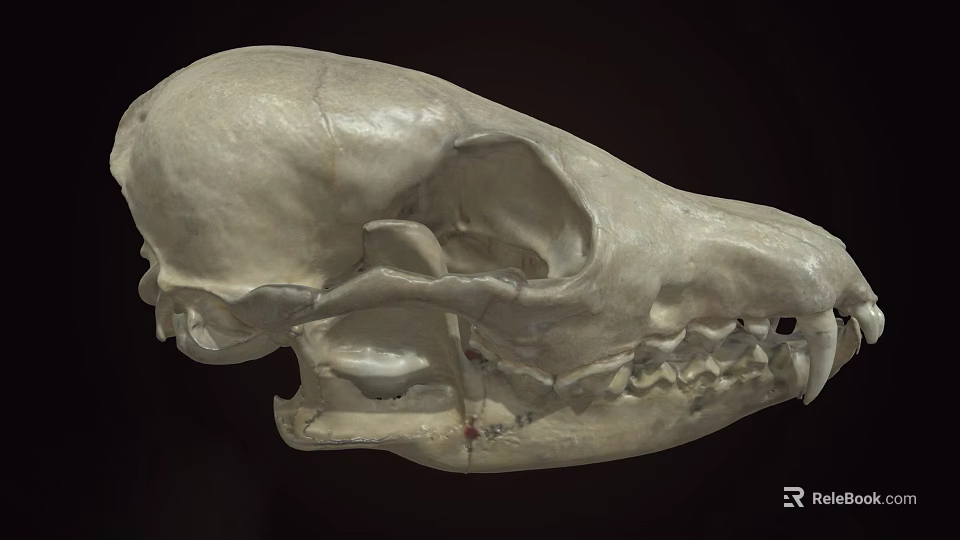 Detailed Animal Skull Anatomical Structure With Bone Texture And Teeth 3d model 