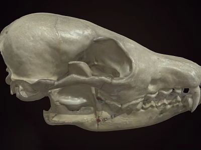 Detailed Animal Skull Anatomical Structure With Bone Texture And Teeth 3d model