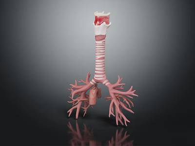 3D Anatomical Human Organ Model Showing Trachea Bronchi And Lung Structure 3d model