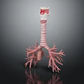 3D Anatomical Human Organ Model Showing Trachea Bronchi And Lung Structure