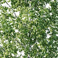 Birch Trees With Lush Green Leaves And White Bark In Natural Setting