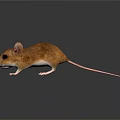Brown Mouse with Large Ears and White Paws Standing on Smooth Surface Against White Background