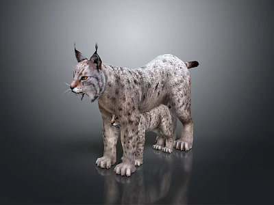 Alert Wild Lynx with Tufted Ears and Spotted Fur Standing on Dark Isolated Background 3d model