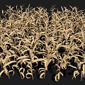 Golden Densely Growing Crops With Slender Leaves In Healthy Full Growth