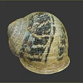 Unique Snail Shell Featuring Colorful Blue Brown Patterns On Shiny Surface 3d model