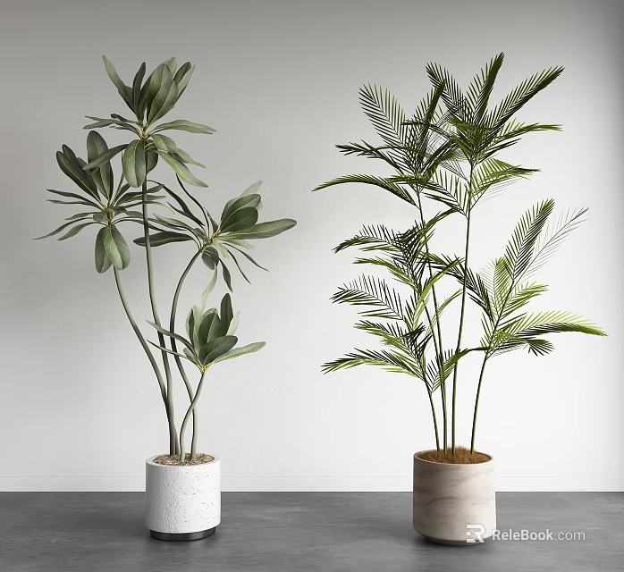 Indoor Potted Plants Featuring Broad And Palm-like Leaves In White Beige Pots On Grey Countertop 3d model 