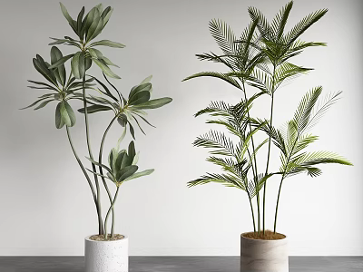 Indoor Potted Plants Featuring Broad And Palm-like Leaves In White Beige Pots On Grey Countertop 3d model
