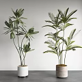 Indoor Potted Plants Featuring Broad And Palm-like Leaves In White Beige Pots On Grey Countertop