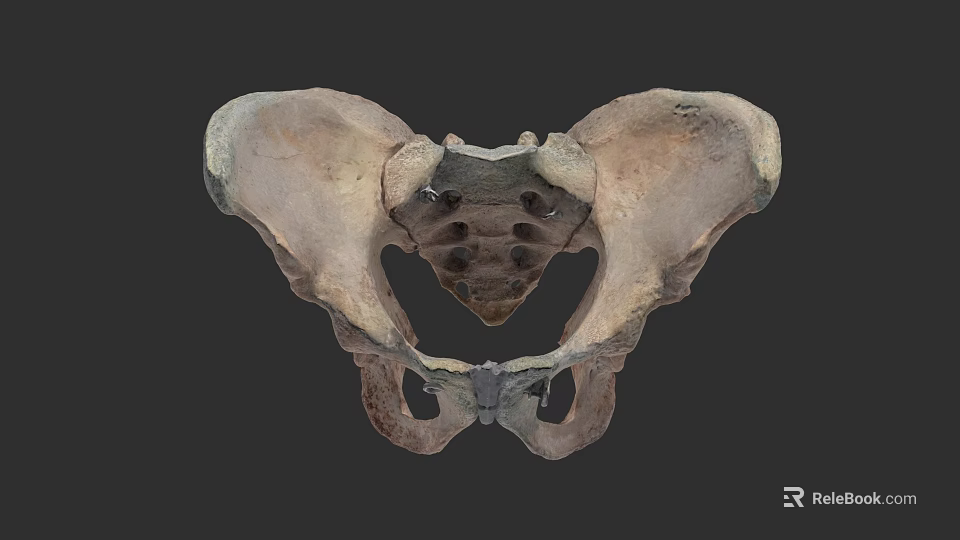 Pelvic Organ Detailed Anatomical Structure 3D Model View of Human Pelvis 3d model 