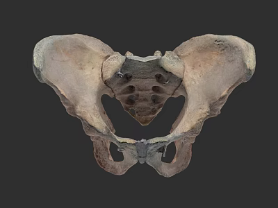 Pelvic Organ Detailed Anatomical Structure 3D Model View of Human Pelvis 3d model
